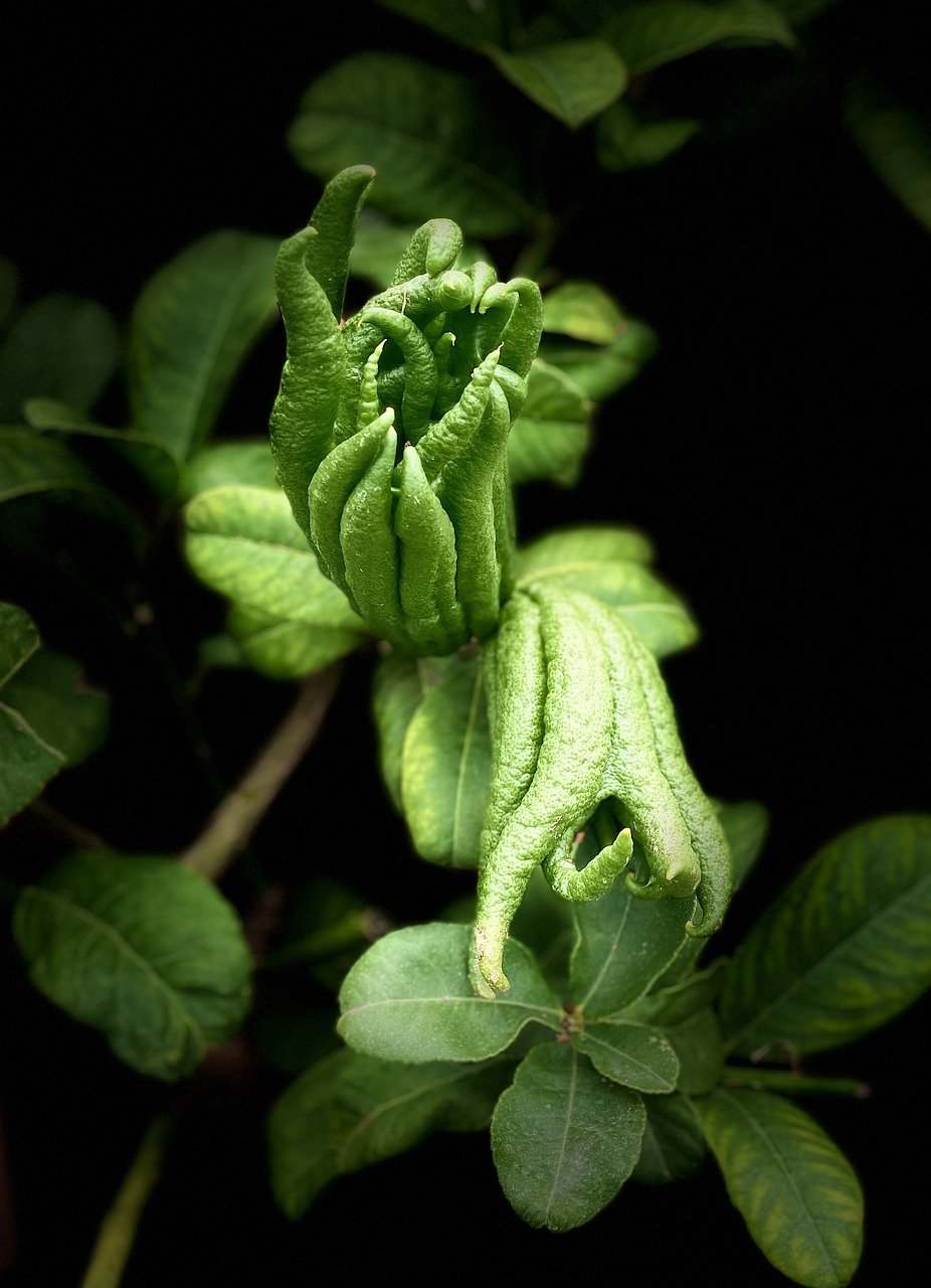 La mano de Buda: Un cítrico exótico y versátil.