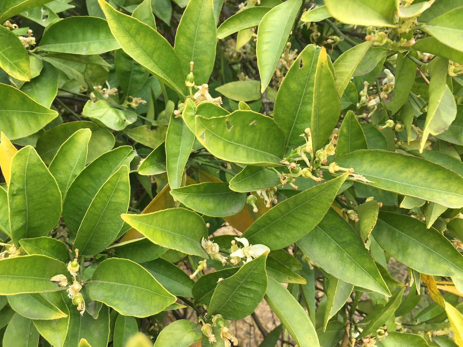 Ciclo vida de un naranjo