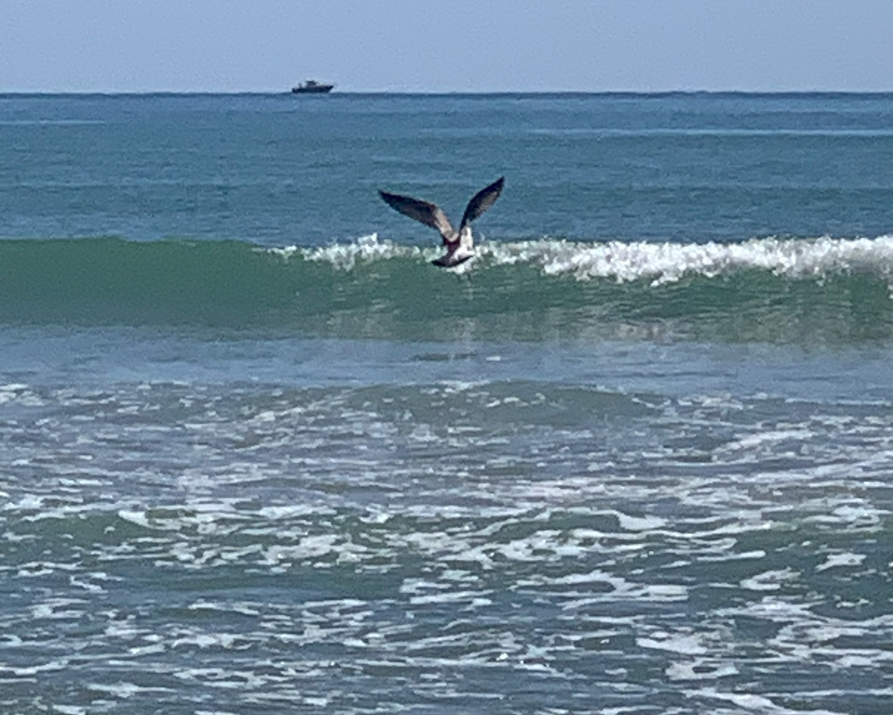Día Mundial de los Océanos — qué tiene que ver el mar con tus naranjas de Valencia