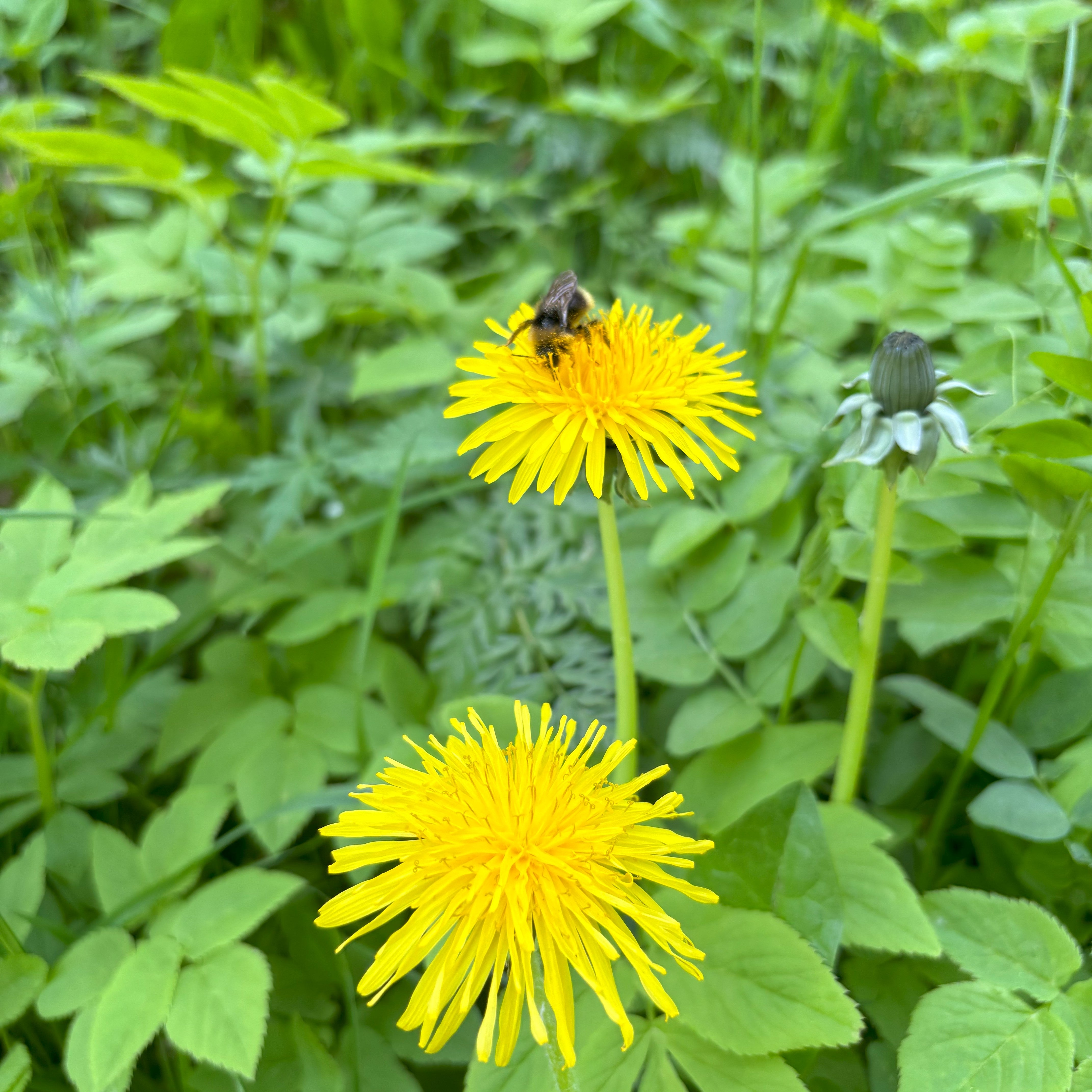 Las abejas y los cítricos — por qué sin ellas no habría naranjas