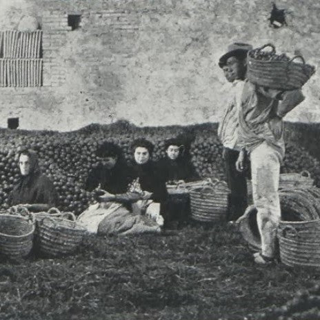 Cooperativas agrícolas — qué son, cómo funcionan y por qué importan para los cítricos