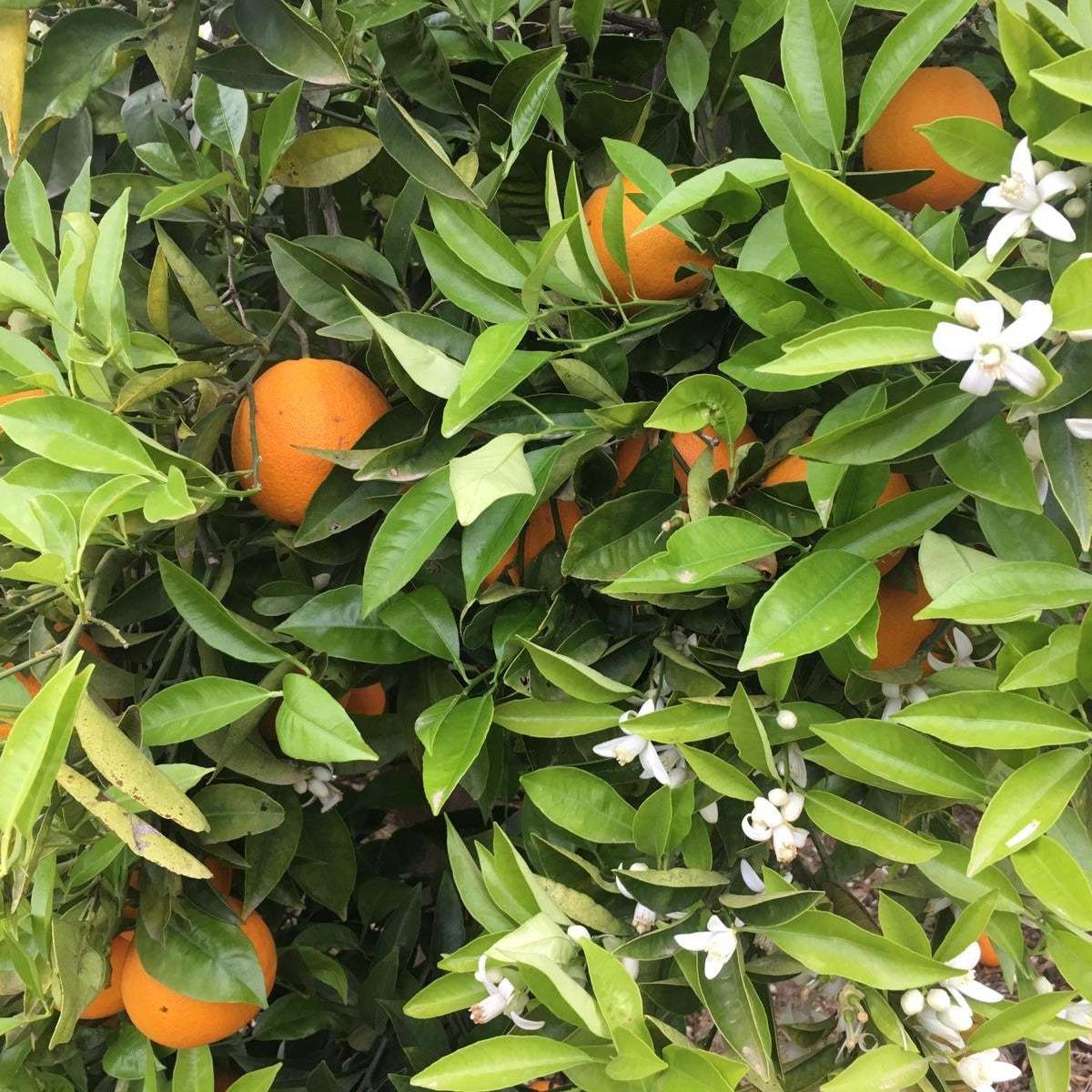 Agricultura Biodinámica: Ventajas para un Futuro Sostenible.