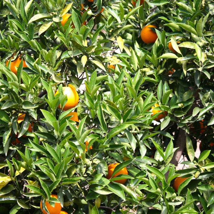 Como se plantan las Naranjas Valencianas