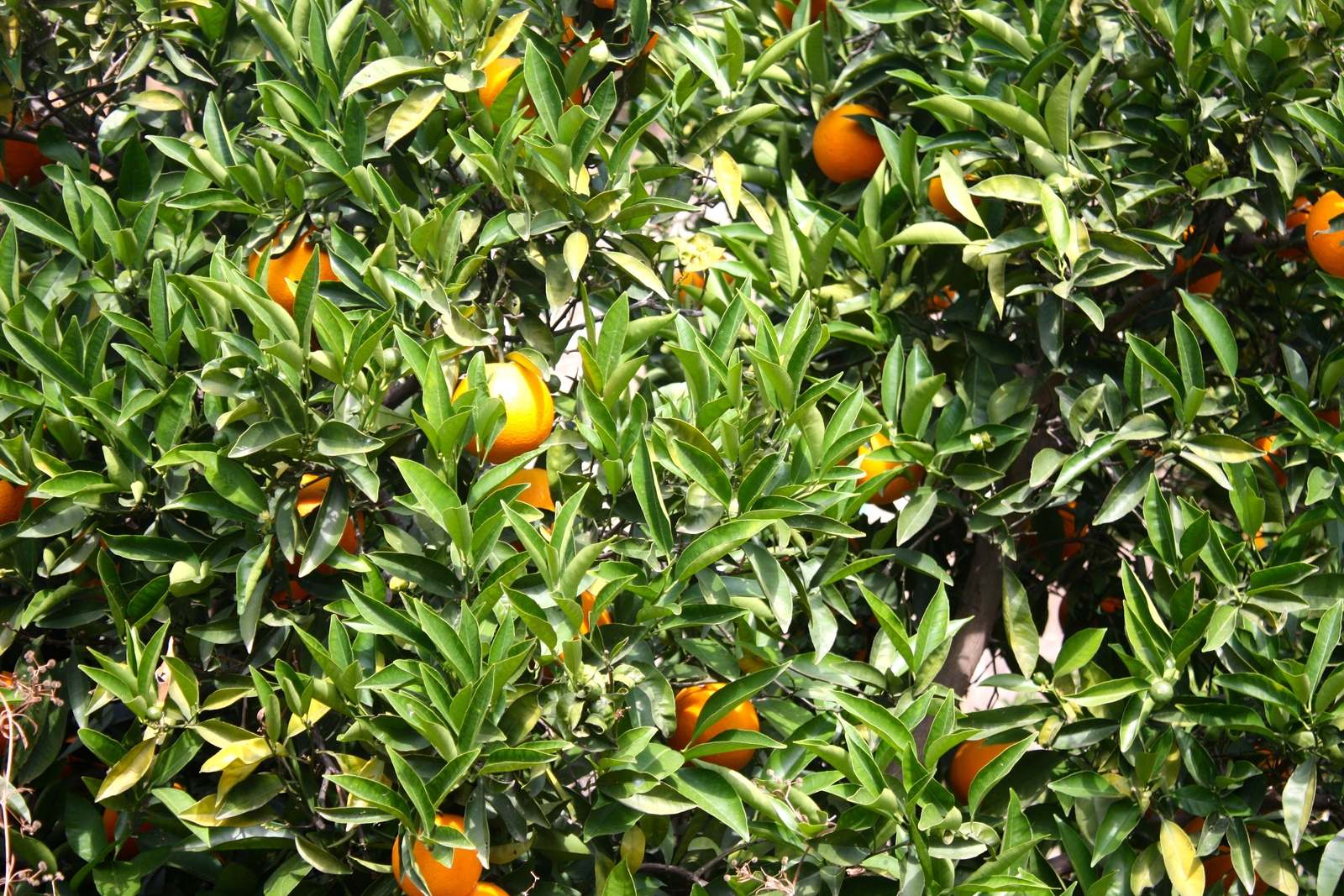 Propiedades saludables de las hojas del naranjo