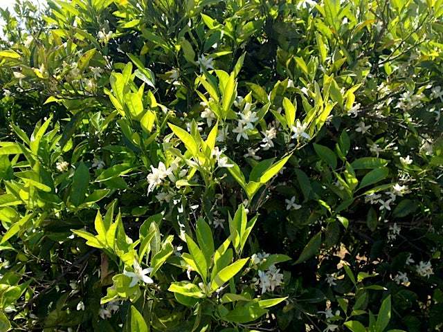 ¿Por qué mueren abejas? Peligro para las naranjas valencianas