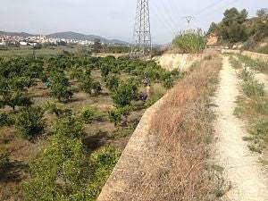Cultivo de Naranja valenciana respetuoso con el medio ambiente