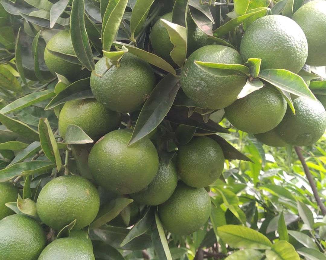 Beneficios Consumir Cítricos en Proceso de Maduración.