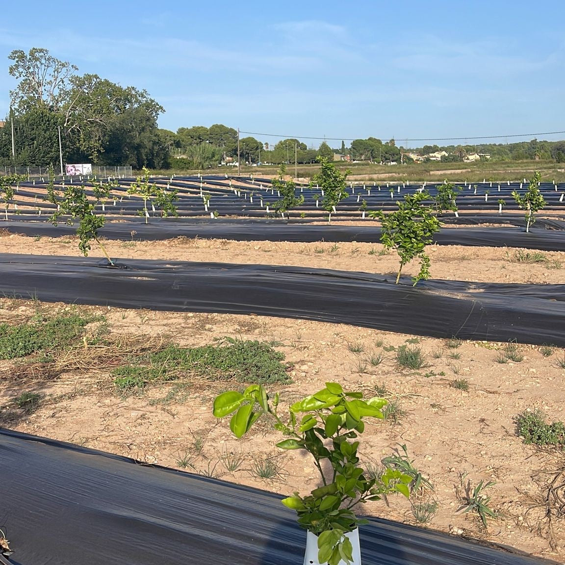 Coberturas vegetales en cítricos — qué son, para qué sirven y por qué las usamos