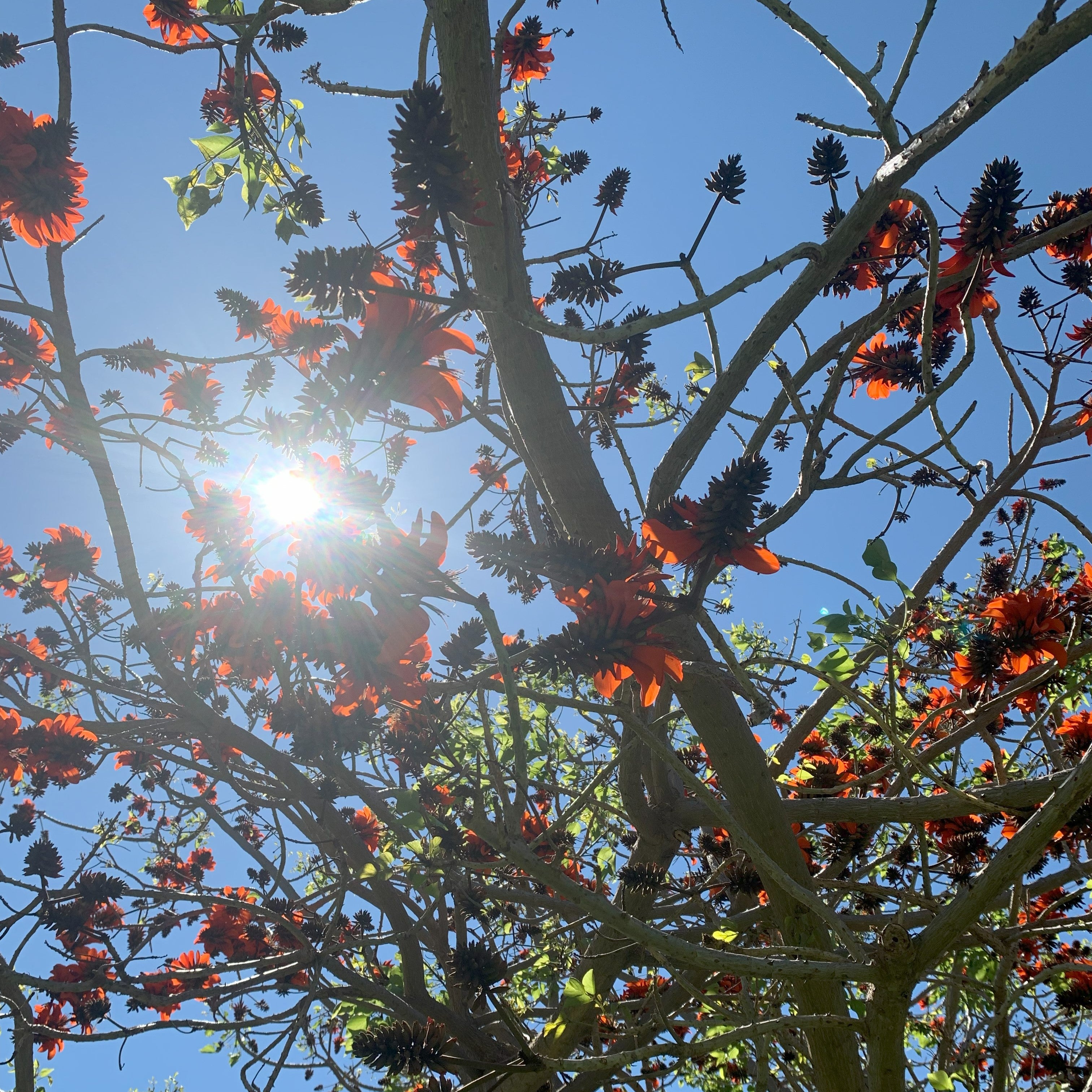 Astenia primaveral — qué es, por qué pasa y qué puede hacer una naranja por ti