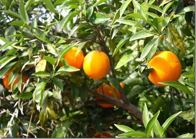 Cítricos en otoño: los mejores aliados para tu salud