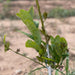 Brotes de naranjo Demeter en Valencia