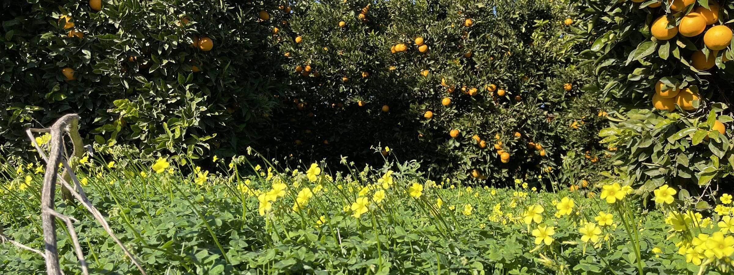 Huerto CitrusRicus