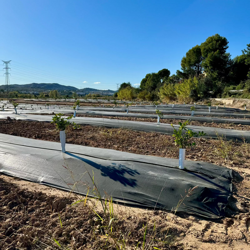 Naranjas Demeter de Valencia. Compra para una Experiencia Sostenible