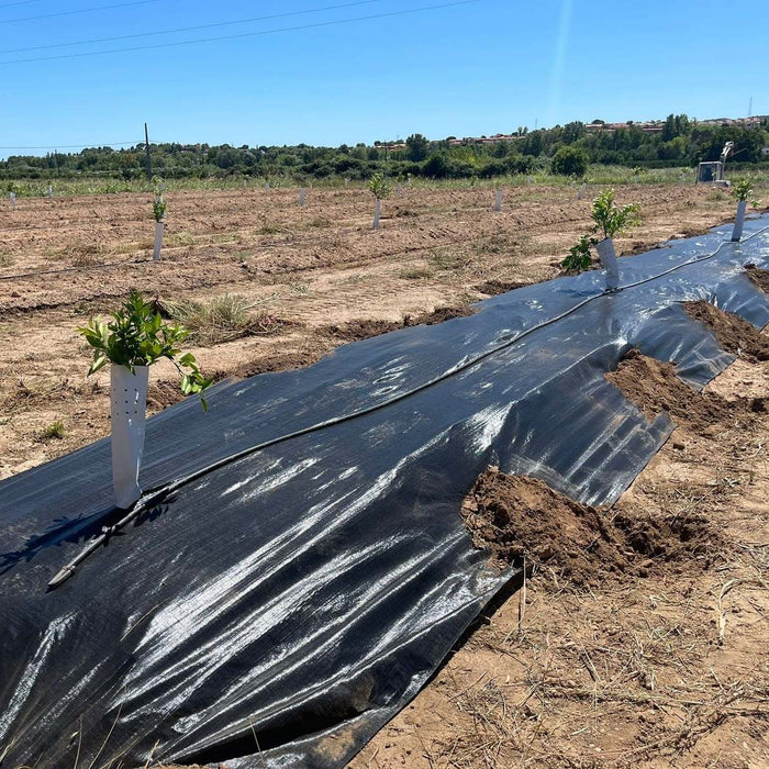 Telas de protección en el huerto de naranjas Demeter