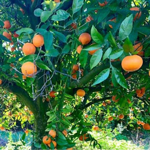 Apadrina un árbol de Mandarinas