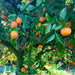 Apadrina un árbol de Mandarinas
