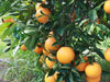 Apadrina un árbol de Naranjas