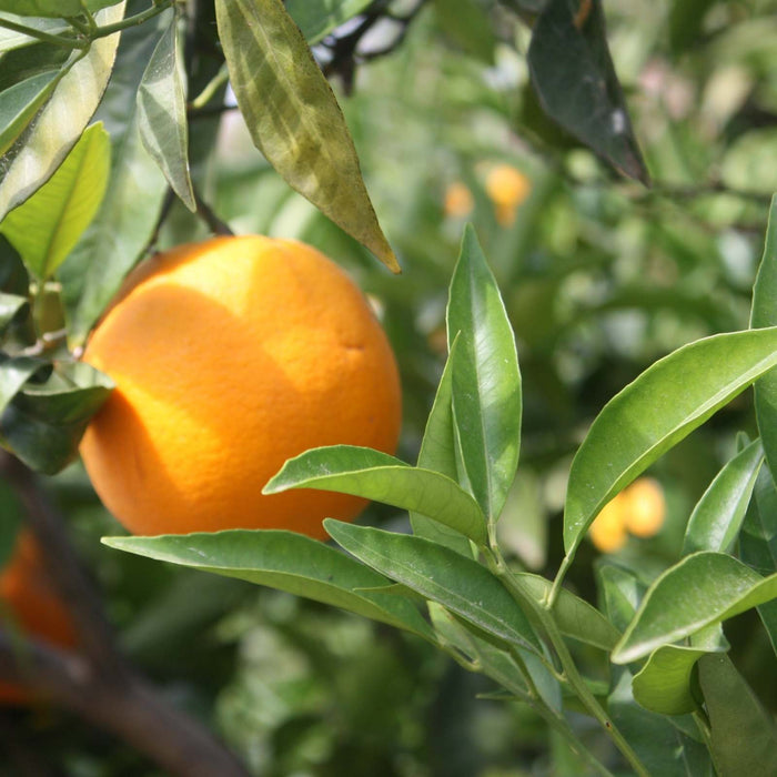 naranja valenciana del árbol a tu casa