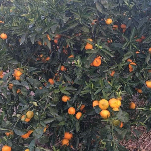 Apadrina un árbol de mandarinas jugosas de Valencia con CitrusRicus