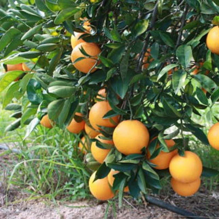 Apadrina un árbol de naranjas frescas de Valencia con CitrusRicus