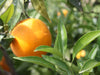 Naranjas frescas valencianas en Árbol de CitrusRicus