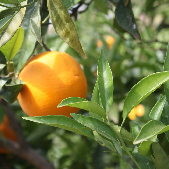 Naranjas frescas valencianas en Árbol de CitrusRicus